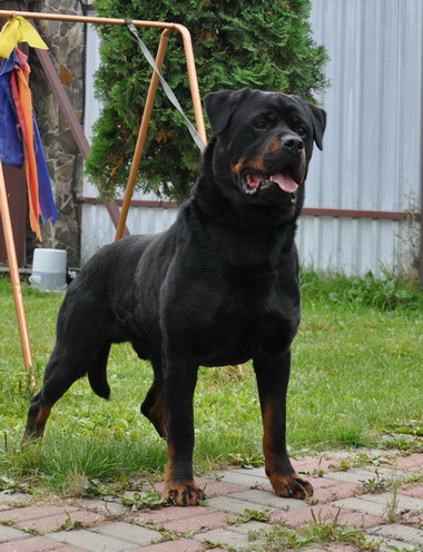 Агил Шварцер Хельд