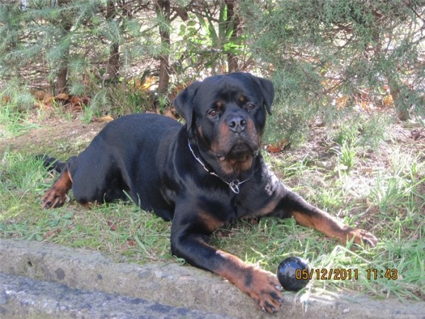 Черный Кумир Олимп