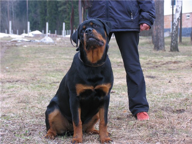 Черный Кумир Ома