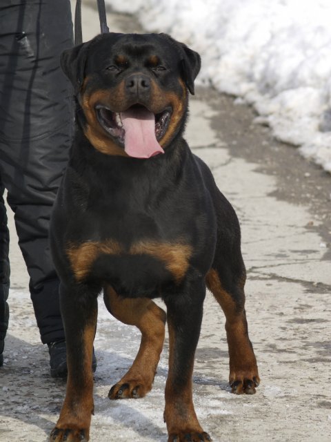 Черный Кумир Реал