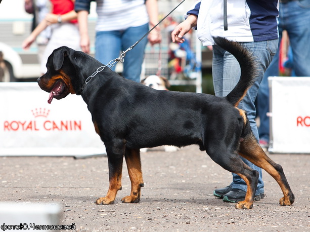 Черный Кумир Ринго