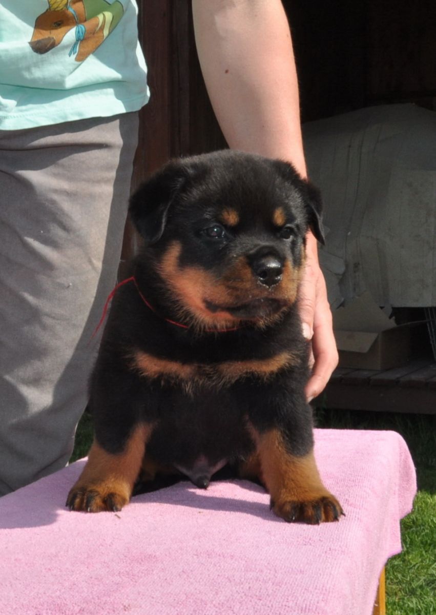 Винсент Шварцер Хельд