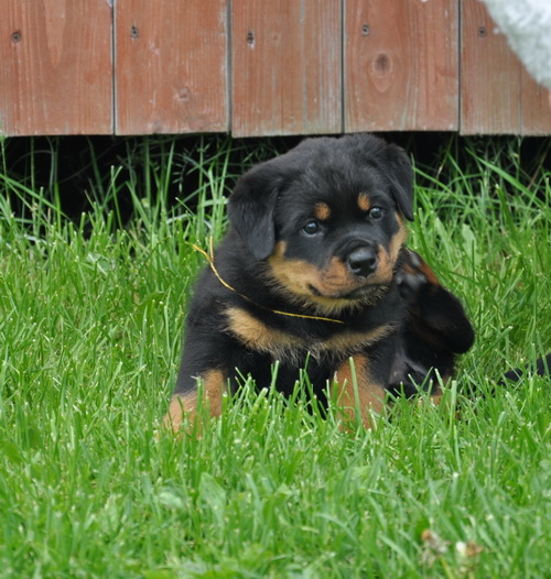 Вега Шварцер Хельд