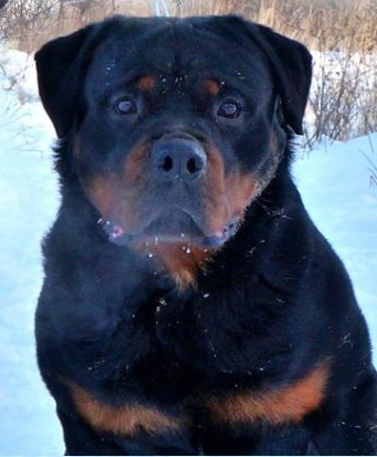 Алан Шварцер Хельд