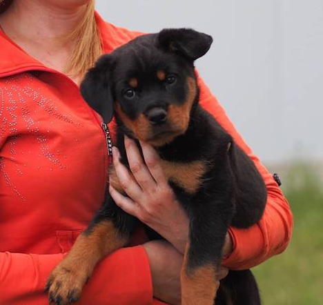 Бруна Шварцер Хельд