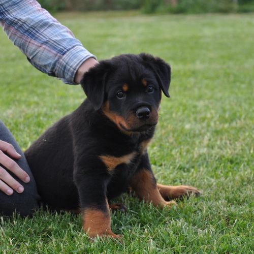 Блэйд Шварцер Хельд