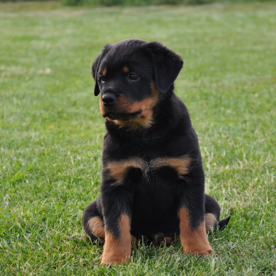 Баха Шварцер Хельд