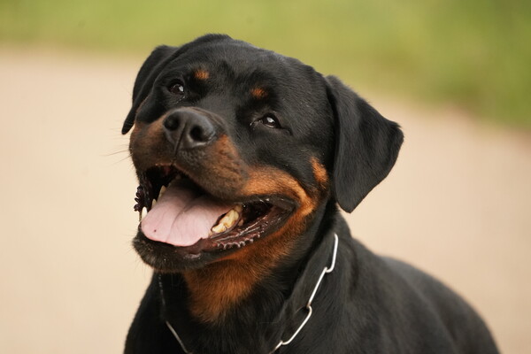 Karina vom Cherniy Kumir