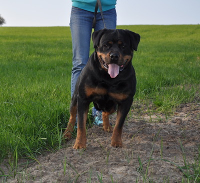 Черный Кумир Крашкина Дочь