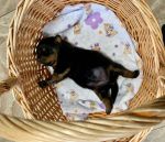 девочка, возраст 10 дней / female, 10 days