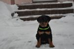 зеленая сука 2 месяца / green female 2 months old