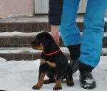 красная сука 2 месяца / red female 2 months old