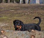 Елси, возраст 3 месяца / Elsie 3 months old