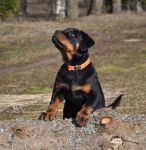 Елси, возраст 3 месяца / Elsie 3 months old