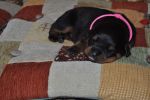 розовая сука 12 дней / pink female 12 days old