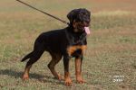 Profi, male, 5 m.