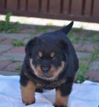 Виртус Шварцер Хельд