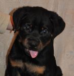 Черный Кумир Орландо (3 мес)