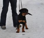 Черный Кумир Ринго (4 мес)