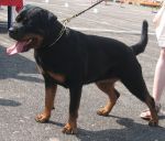 Черный Кумир Крашкина Дочь