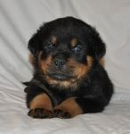 Черный Кумир Раш (30 дней)