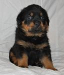 Черный Кумир Рокси (30 дней)