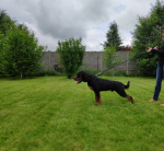 Сафир Ротэрваль Экстра