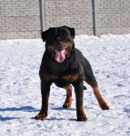 Арника Шварцер Хельд (2 года)